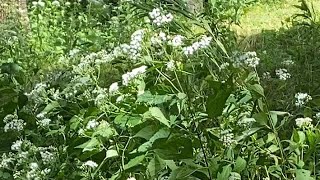 Tall boneset and goldenrod in late August [upl. by Asiruam]