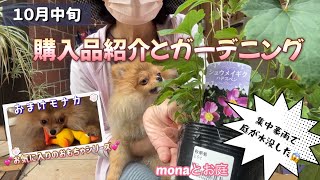 【monaとお庭】購入苗紹介と、植え付け、挿し芽、集中豪雨でのお庭紹介おまけはポメラニアンのモナカ。ガーデニングブログ ポメラニアンのいる生活 [upl. by Swetlana]