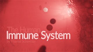 Human Immune System  How it works Animation [upl. by Ellehcor717]