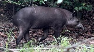 TIRINGA COM MEDO DA ONÇA NA FAZENDA CR AGRO NO GOIÁS  COMÉDIA SELVAGEM [upl. by Alimrahs846]