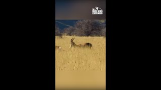 50 CAL Air Rifle takes Bontebok DOWN [upl. by Hesper738]