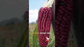 Maíz olotón de origen mixe un caso de biopiratería en México 🌽🇲🇽 [upl. by Oinafipe325]