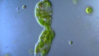 Euglena in division  microscope 1000x [upl. by Artied578]