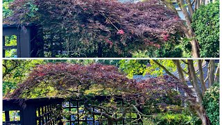 Acer palmatum dissectum Japanese laceleaf maple restoration pruning  was previously hedge trimmed [upl. by Ane]