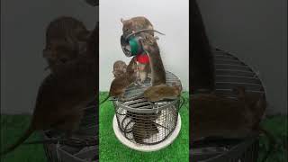 Top 1 best mouse trap  best mouse trap from wire mesh [upl. by Ailene]