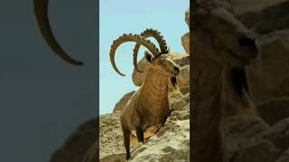 Ibex Mountain GoAt [upl. by Ayekin673]