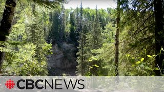 Canadas boreal forest is transforming due to climate change [upl. by Myrwyn]