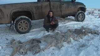 On the Trapline Ep2  Best Check so Far 7 Coyotes [upl. by Bertero]