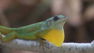 Barbados Anole Anolis Extremus [upl. by Elicia]