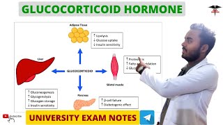 Glucocorticoids  Cortisol  Adrenal Hormone  Endocrine Physiology [upl. by Haven64]