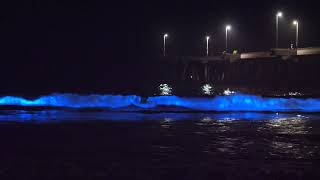 Bioluminescence In Venice Beach October 2024 [upl. by Melia259]