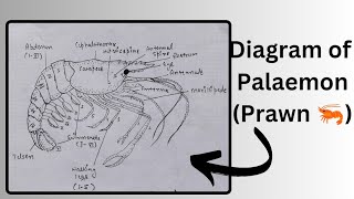 How to draw a diagram of Palaemon the prawn 🦐  easy diagram of Prawn  bharti333 [upl. by Atimed]