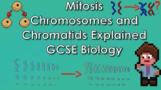 Mitosis Explained  WJECAQA Biology  GCSE REVISION Year 11 [upl. by Alaet]