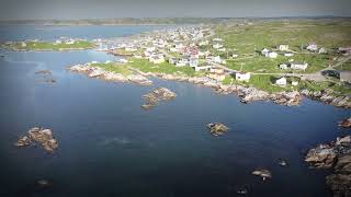 The Caplin have arrived Gannets Feeding  Drone Footage from Greenspond Newfoundland [upl. by Rehpotsirk]