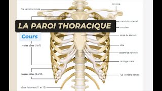 LANATOMIE DE LA PAROI THORACIQUE [upl. by Mcnalley]