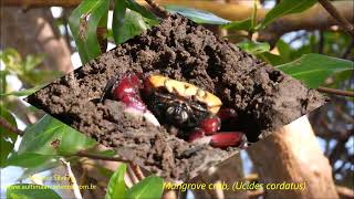 Wildlife watching in red mangroves BRazil by Antonio Silveira [upl. by Hettie]