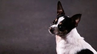 How to Teach a Chihuahua Tricks  Dog Tricks [upl. by Minardi]