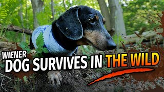 Wiener Dogs Wilderness Survival Show  with Oakley Dokily the Dachshund [upl. by Ruosnam]