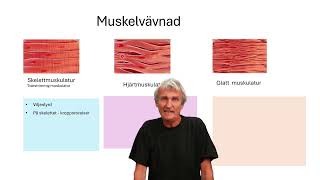 Vävnader del 3 Muskelvävnad [upl. by Tillman]