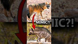 WHY are Aardwolves Striped 🦓 Animal Fact Files facts animals wildlife [upl. by Lleruj337]