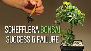 Making dwarf umbrella tree bonsai from grocery store plants [upl. by Nauquf]