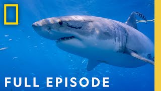 Counting Jaws The Great White Shark Hot Spot Full Episode  National Geographic [upl. by Aynekal]