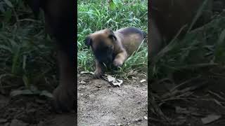 Puppies Belgian Shepherd Malinois  Reservations Canil Malirio malinois dogs [upl. by Delphina]