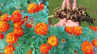 Treating Root knot nematode control using French marigolds amp mustard greens [upl. by Rimas]