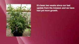 Aeroponic Nutriculture Amazon from wwwhydroponicseu [upl. by Peery995]