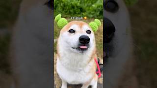 Top 10 Goobie Woobies shibe edition [upl. by Nnylyram]