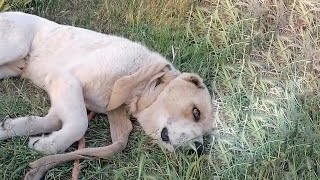 Poor Dog Escaped Exhausted by a Heavy Rope Tightened Around His Neck [upl. by Ittocs832]