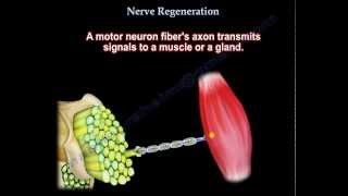 Nerve Regeneration  Everything You Need To Know  Dr Nabil Ebraheim [upl. by Novah]