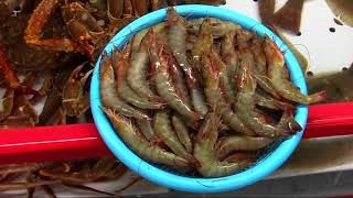 Jagalchi fish market Busan South Korea [upl. by Teddi]