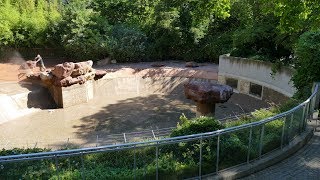 Zoo de Mulhouse Nettoyage du bassin des otaries [upl. by Yot610]