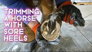 TRIMMING a horse with SORE CONTRACTED HEELS and INFECTED Central Sulcus’ [upl. by Soph812]