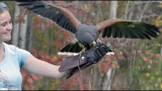 Vermont Institute of Natural Science  Raptors Live [upl. by Boland]