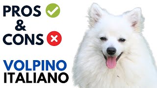 Volpino Italiano Pros and Cons  Volpino Italiano Dog Advantages and Disadvantages [upl. by Montana33]