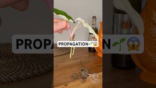 EINFACH und EFFEKTIV Pflanzen vermehren😱  plants pflanzen plantlover propagation [upl. by Oirasan299]