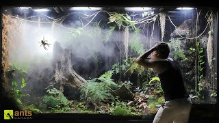 How a Huntsman Spider Returned From the Dead in My Giant Rainforest Vivarium [upl. by Adnahsar]