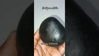 Shaligram Shila from Nepal shaligrama saligrama bhakti devotionalsongs krishnabhajan iskcon [upl. by Neerbas]