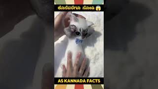 Toy Making Technique Fact Video  kannada facts karnataka amazing youtubeshorts trendingshorts [upl. by Grider]