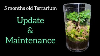 Terrarium Update amp Maintainence after 5 months [upl. by Azitram]