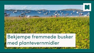 Bekjempe fremmede busker med plantevernmidler [upl. by Means975]