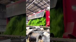 ¡Así Funciona el Sistema Automatizado para Alimentar al Ganado 🚜🌿shorts [upl. by Llerdnam331]