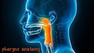 pharynx anatomy  nutrition [upl. by Dot]