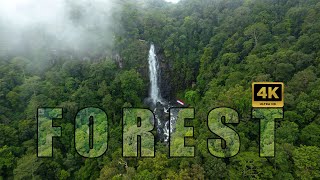 Sumatra Forest 4k  The Largest Tropical Rainforest  Jungle Sounds amp Scenic Relaxation Film [upl. by Mcdermott]