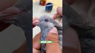 Ch bilal wali unique lakhi pathi youtubeshorts shorts pigeon [upl. by Monto]