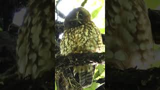 Cute New Zealand Owl the Morepork or Ruru birds nature birdsounds [upl. by Kcitrap]