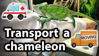 How to move and transport a chameleon [upl. by Ennairoc825]