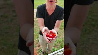 First small batch of our tomatoes and they were truly delicious 😋 chateaulife [upl. by Mirabella749]